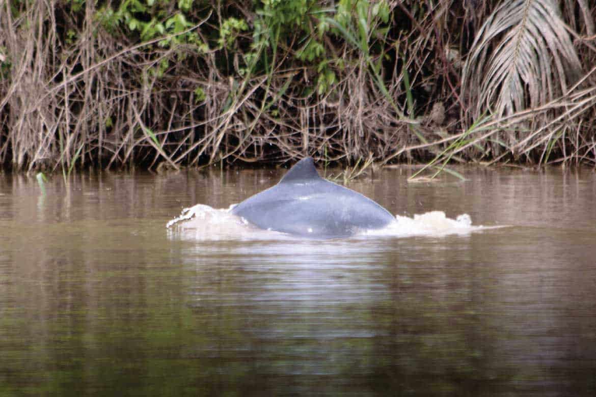 Amazonas Colombia tours pink dolphin