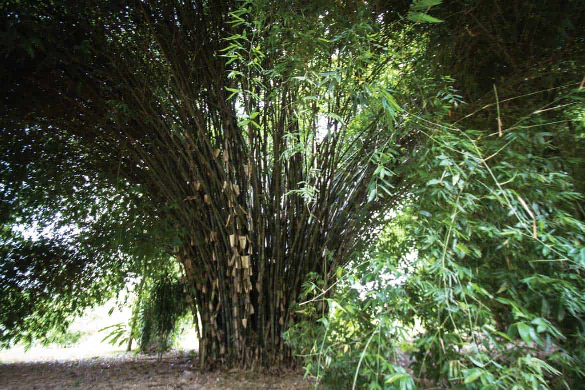 Paraiso del Bambu y la Guadua