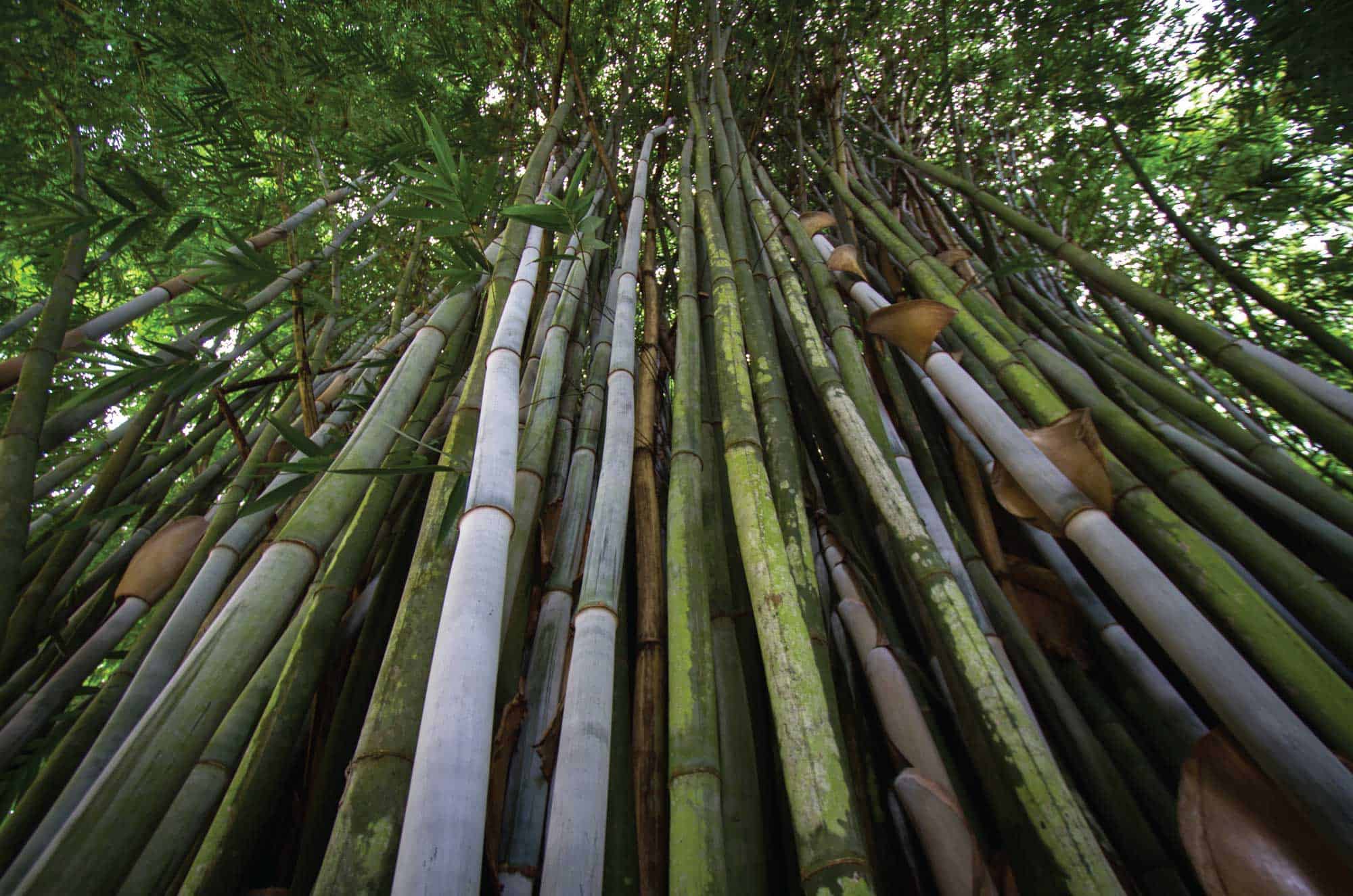 Paraiso del Bambu y la Guadua