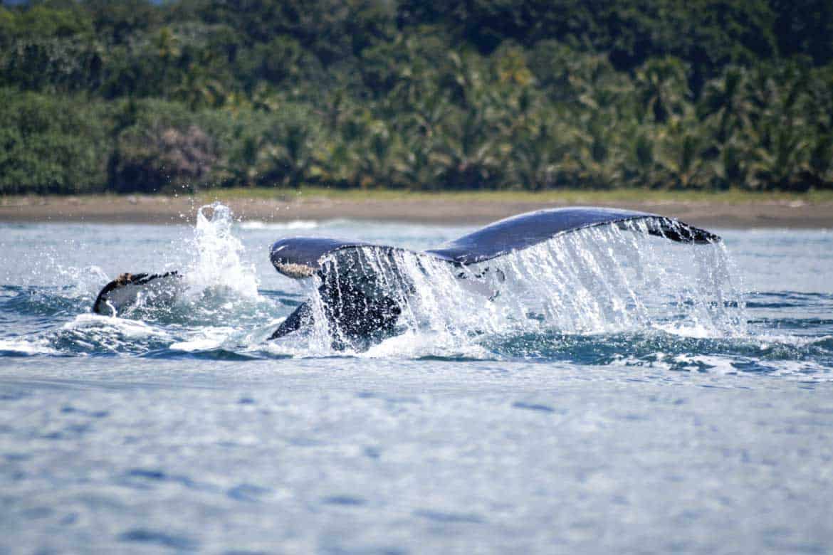 Bahía Solano Colombia whale watching and nature tours